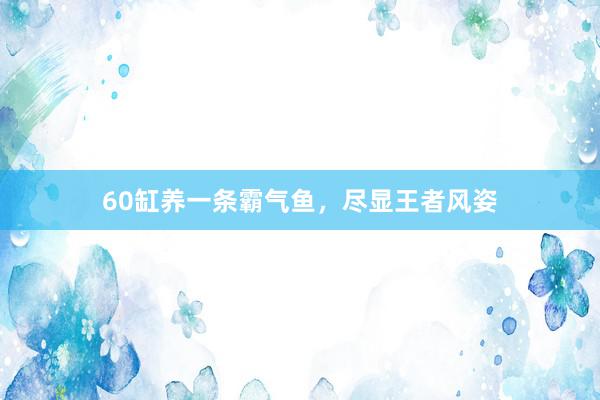 60缸养一条霸气鱼,尽显王者风姿